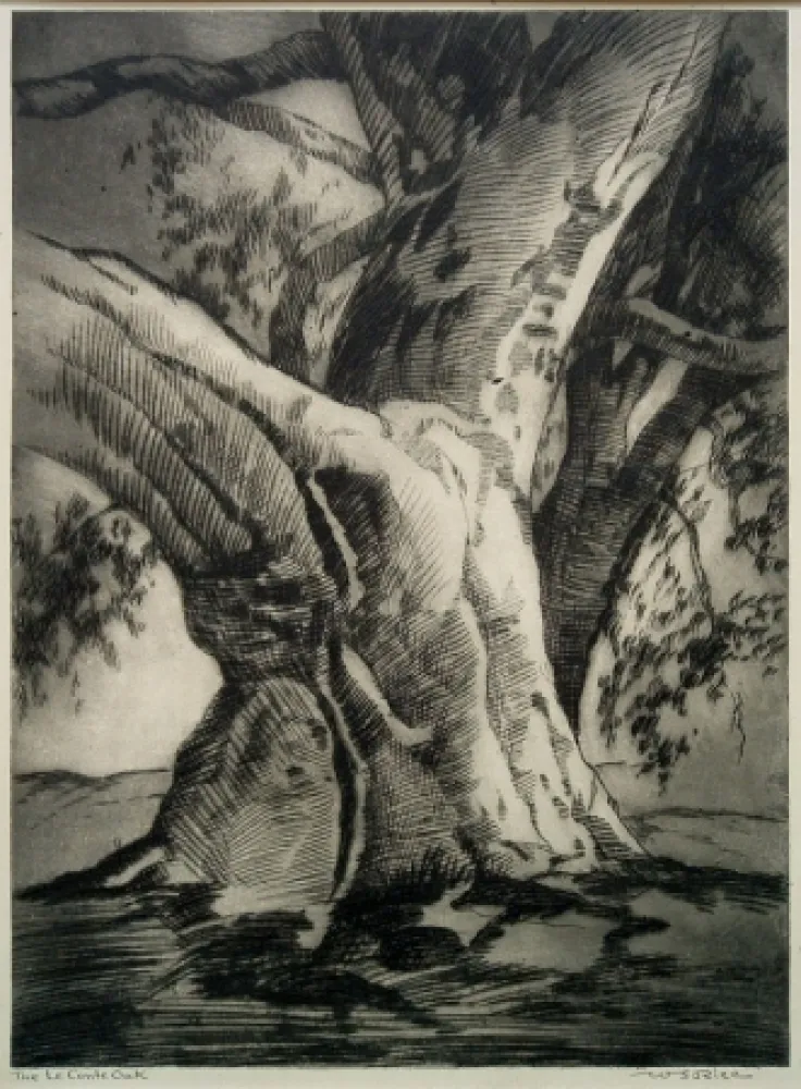 Drypoint Rice - The Le Conte Oak