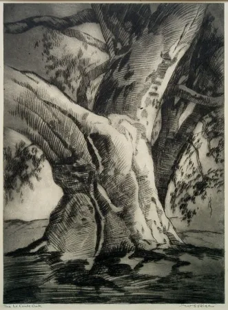 Drypoint Rice - The Le Conte Oak