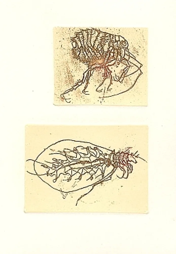Illustrated Book Saroni - Insettario