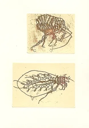 Illustrated Book Saroni - Insettario