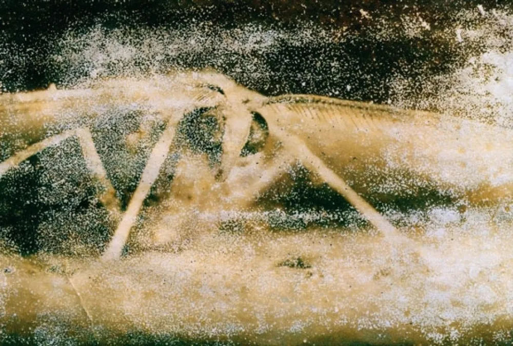 Photography Starn - Atractted to Light 19 (Ephemera)