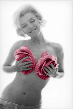 Photography Stern - Marilyn Pink Roses Large