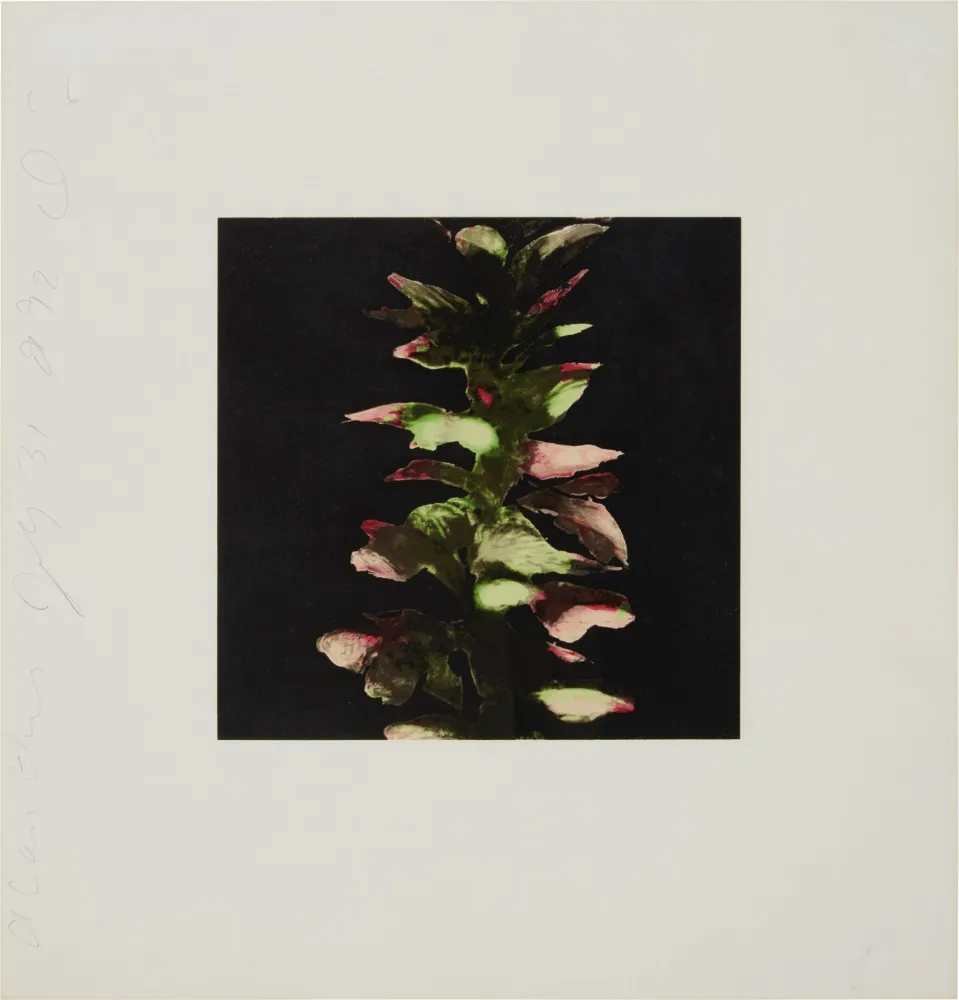 Screenprint Sultan - Acanthus from Fruits and Flowers