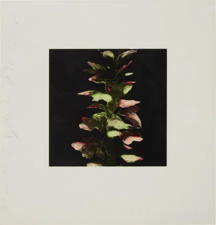 Screenprint Sultan - Acanthus from Fruits and Flowers