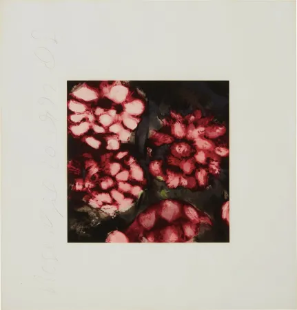 Screenprint Sultan - Roses from Fruits and Flowers