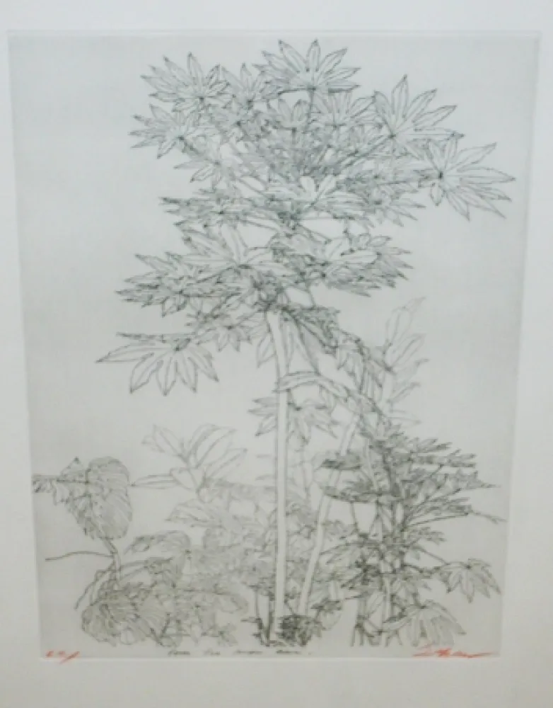 Drypoint Szafran - Feuillage