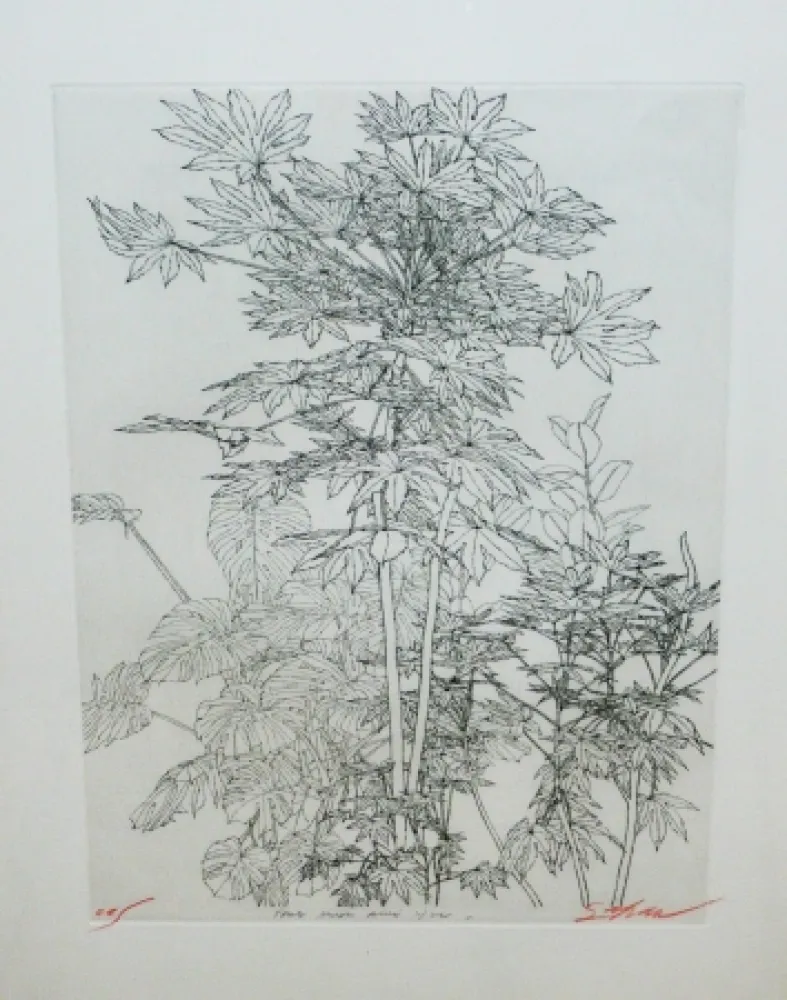 Drypoint Szafran - Feuillage