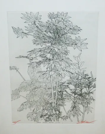 Drypoint Szafran - Feuillage