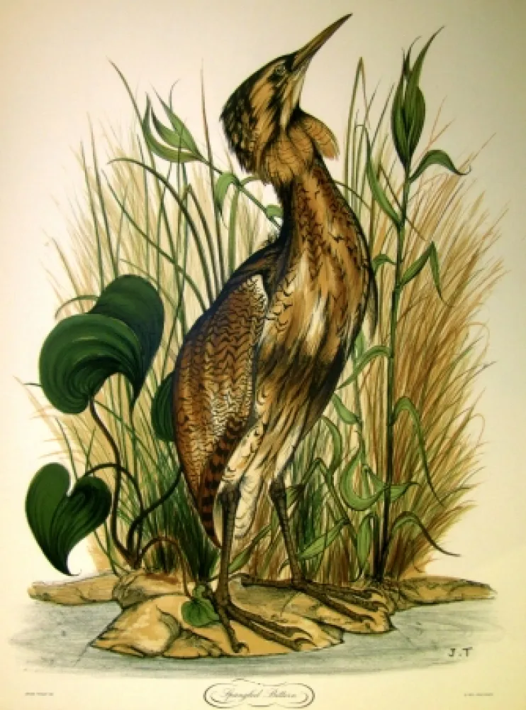 Lithograph Trolliet - Spangled Bittern