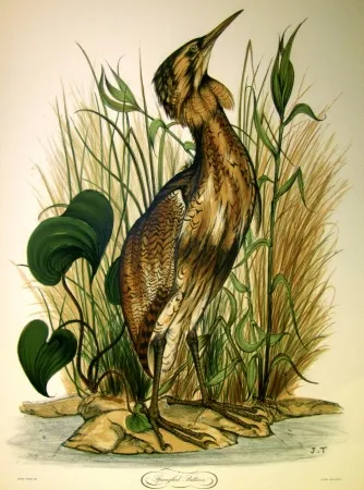 Lithograph Trolliet - Spangled Bittern