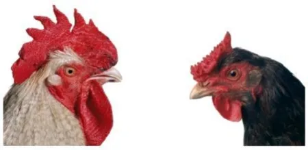 Multiple Vanmechelen - Mechelse Bresse (M) x English Redcap (F)