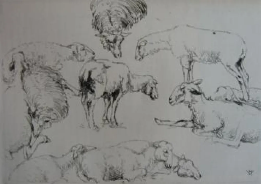 Etching Vergé-Sarrat - Etudes de moutons / Studies of Sheep