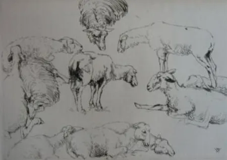 Etching Vergé-Sarrat - Etudes de moutons / Studies of Sheep