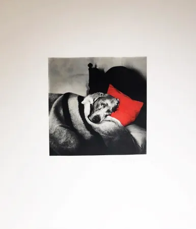 Etching Wegman - Cinderella Sleeping