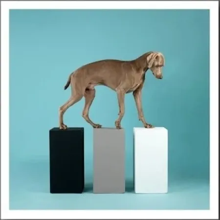 Photography Wegman - DOG 