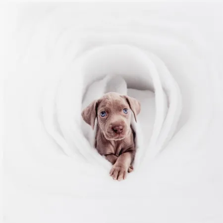 Photography Wegman - New