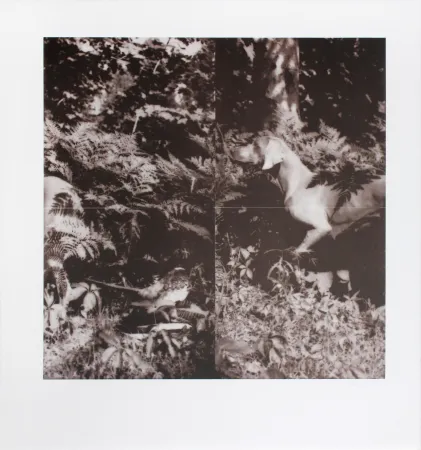 Lithograph Wegman - Untitled