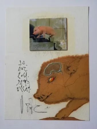 No Technical Zush - Socjomo