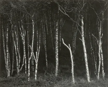 Photography Adams - Alders, Prairie Creek Beach, Northern California, um 1949.