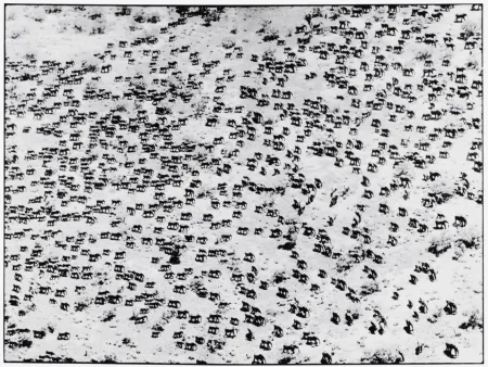 Photography Beard - 965 Elephants, 