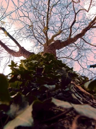 Photography Bohorquez - Arbol