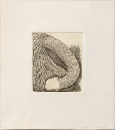 Etching Siena - Membre