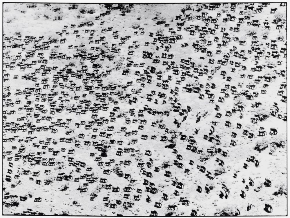 Photography Beard - 965 Elephants, 