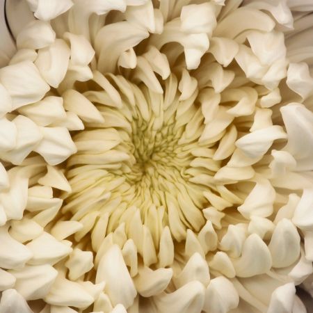 Photography Levine - Chrysanthemum