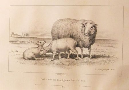 Illustrated Book Bonheur - Considérations sur les bêtes à laine au milieu de XIXe siècle, et notice sur la race de la charmoise