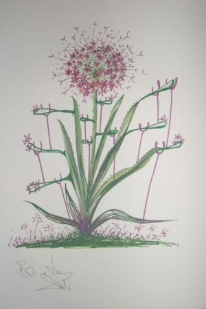 Lithograph Dali -  Desert Cactus (surrealistic flowers)