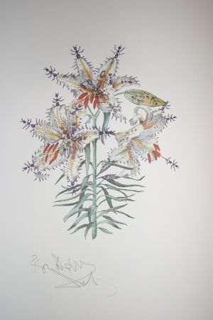 Lithograph Dali - Erotic Lily (surrealistic flowers)