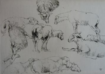 Etching Vergé-Sarrat - Etudes de moutons / Studies of Sheep