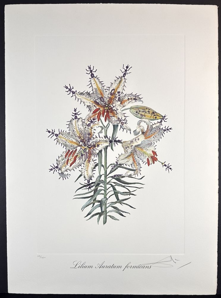 Etching Dali - Florals Erotic Lily
