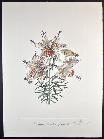 Etching Dali - Florals Erotic Lily
