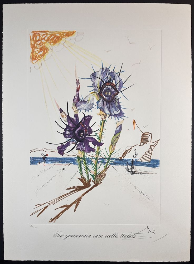 Etching Dali - Florals Iris of Dali's Youth