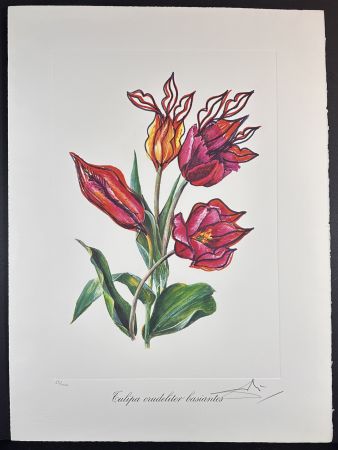 Etching Dali - Florals Kissing Tulips