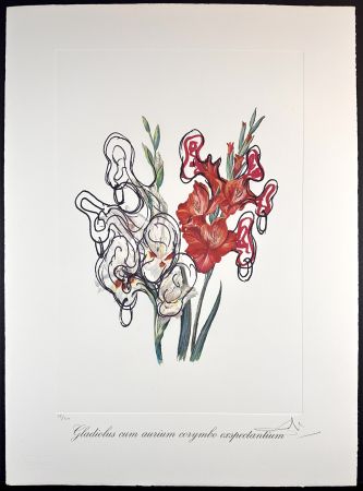Etching Dali - Florals Pirate's Gladioli