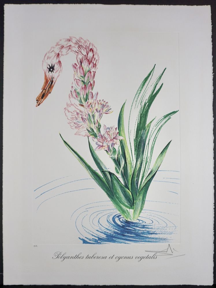Lithograph Dali - Florals Water-Hybiscus Swan
