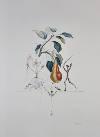 Etching Dali - FlorDali/Les Fruits Pear