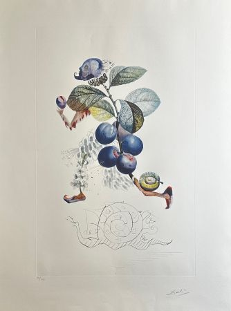 Etching Dali - FlorDali/Les Fruits Plum