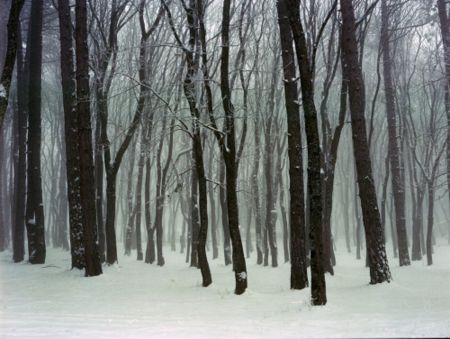 Photography Sitchinava - Forest. Winter