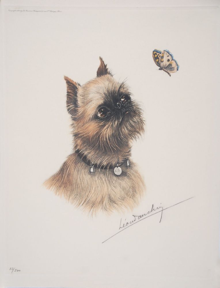 Engraving Danchin - Griffon Bruxellois et papillon - Brussel Griffon and butterfly