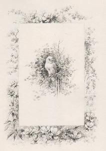 Illustrated Book Giacomelli - Histoire d'un merle blanc. Compositions de Hector Giacomelli gravées à l'eau-forte par L. Buisson.