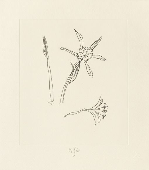 Etching Flanagan - Ibiza meadow flower