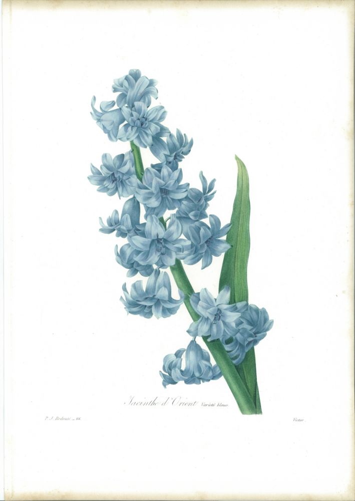 Engraving Redouté - Jacinthe d'orient (variété bleue)
