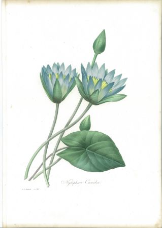 Engraving Redouté - Nymphæa Cærulea