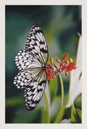 Multiple Hirst - Paper Kite Butterfly on Oleander