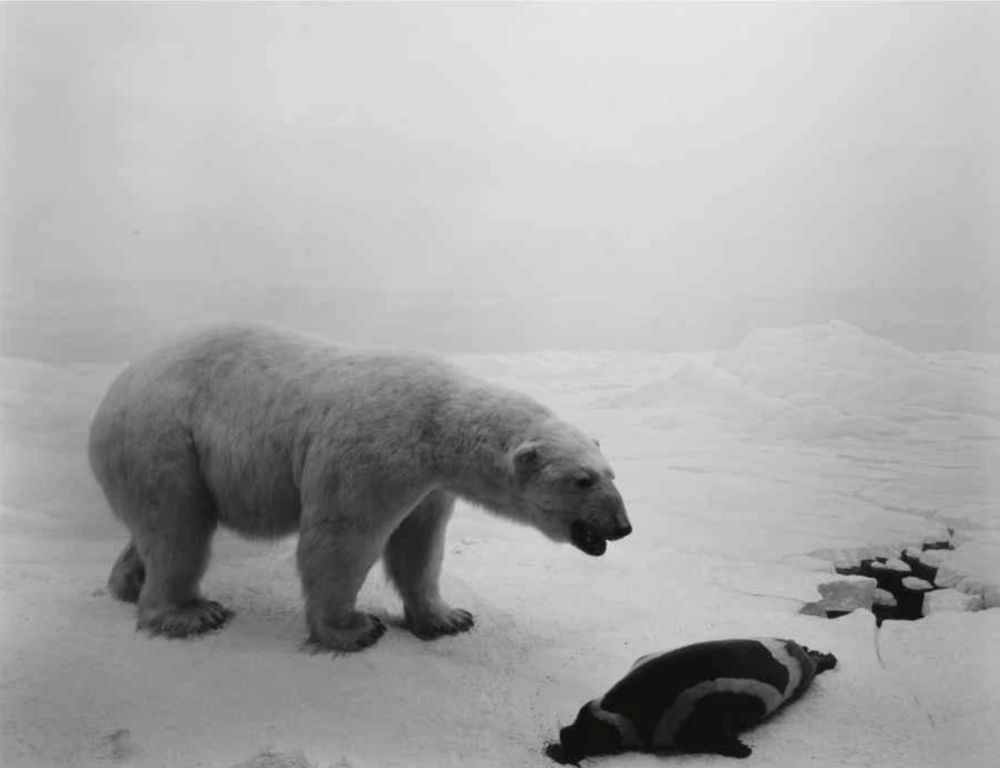 Lithograph Sugimoto - Polar Bear