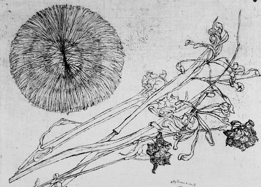 Engraving Biasion - Riccio e fiori