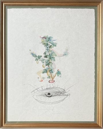 Lithograph Dali - Révérence du groseillier (Curtsying Gooseberry Bush)